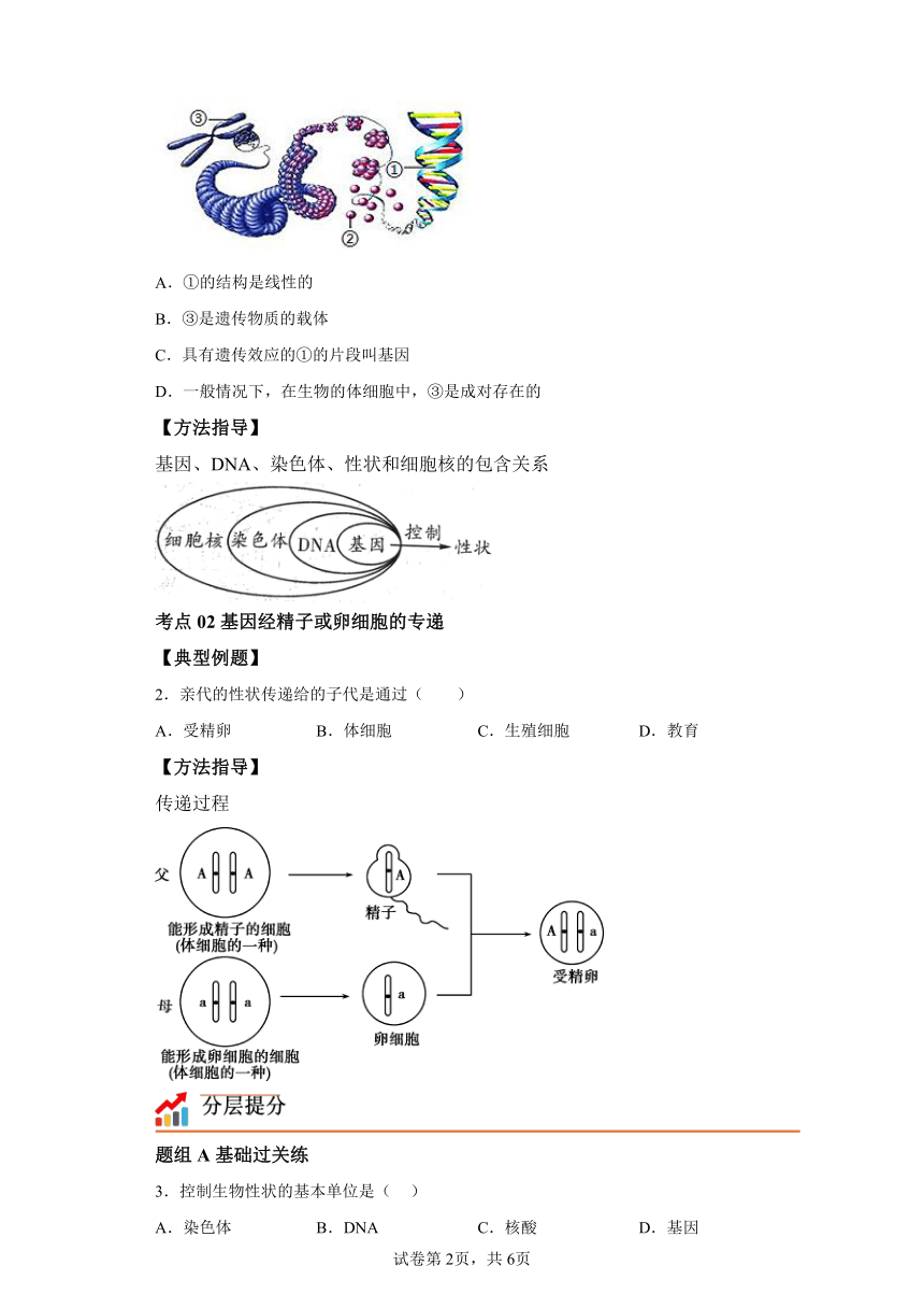 7.2.2 基因在亲子代间的传递 知识精讲与分层训练 （含解析）人教版生物八年级下册