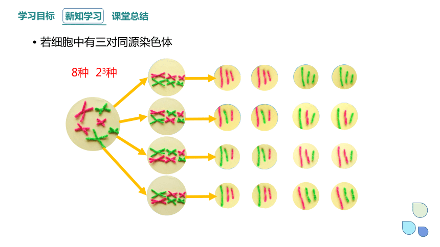 2.1 染色体通过配子传递给子代 课时3 课件（共32张PPT） 2023-2024学年高一生物浙教版（2019）必修2