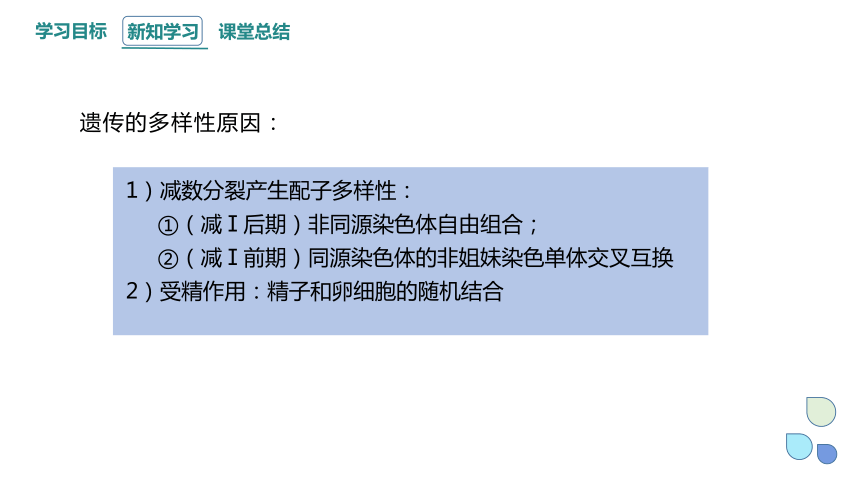 2.1 染色体通过配子传递给子代 课时3 课件（共32张PPT） 2023-2024学年高一生物浙教版（2019）必修2