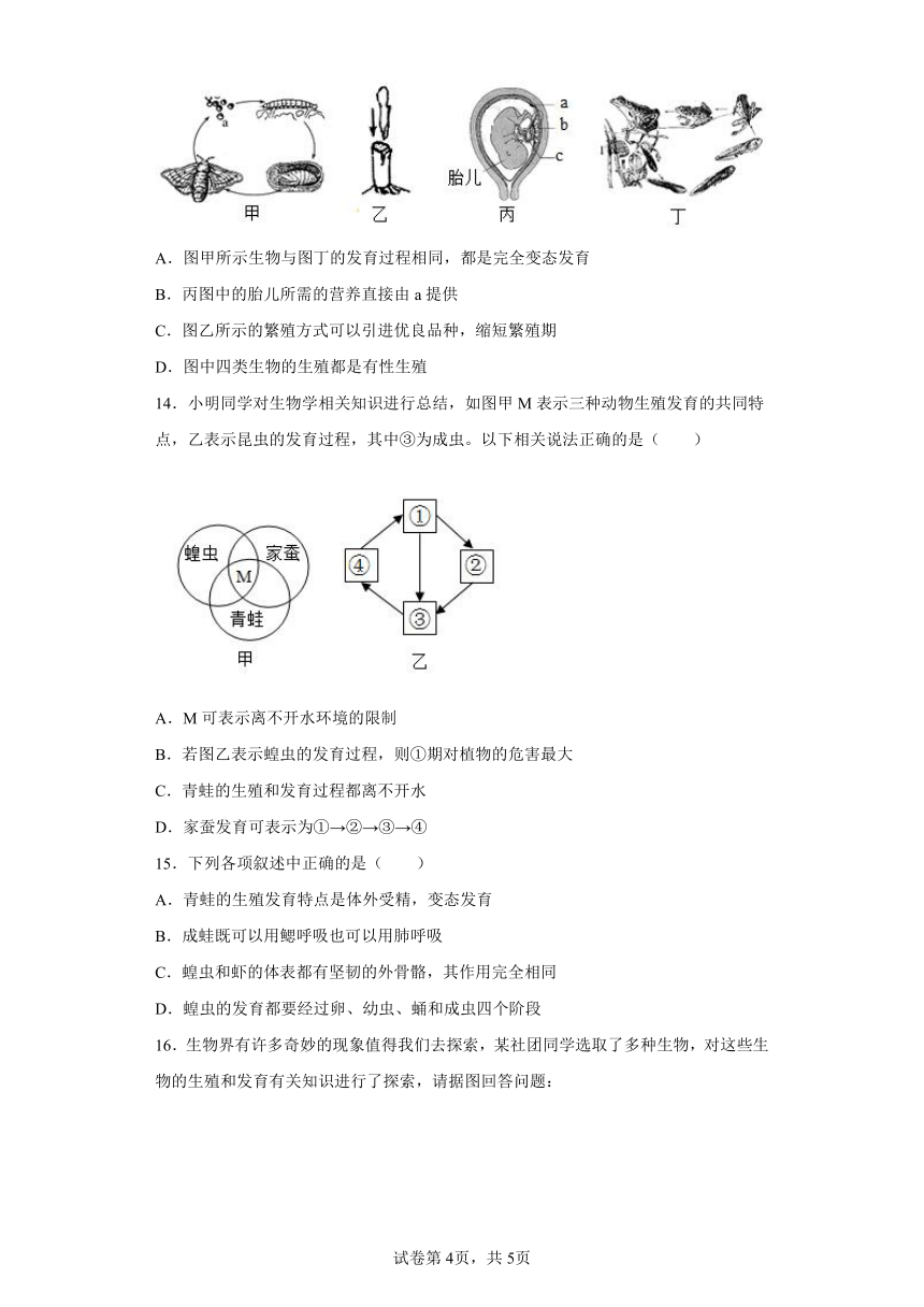 7.1.3两栖动物的生殖和发育 知识精讲与分层训练（含解析） 人教版生物八年级下册