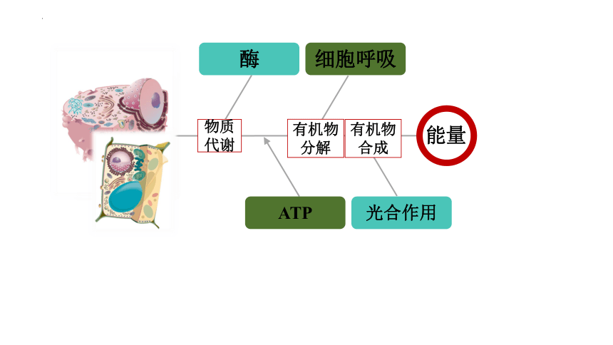 5.2细胞的能量货币ATP课件(共18张PPT)-人教版（2019）必修1