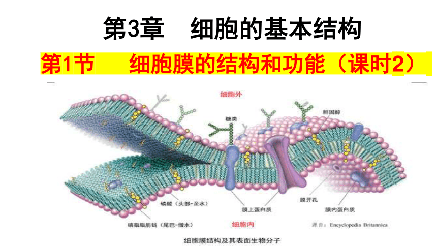 3.1 细胞膜的结构和功能（第2课时）(共26张PPT)课件高一生物（人教版2019必修1）
