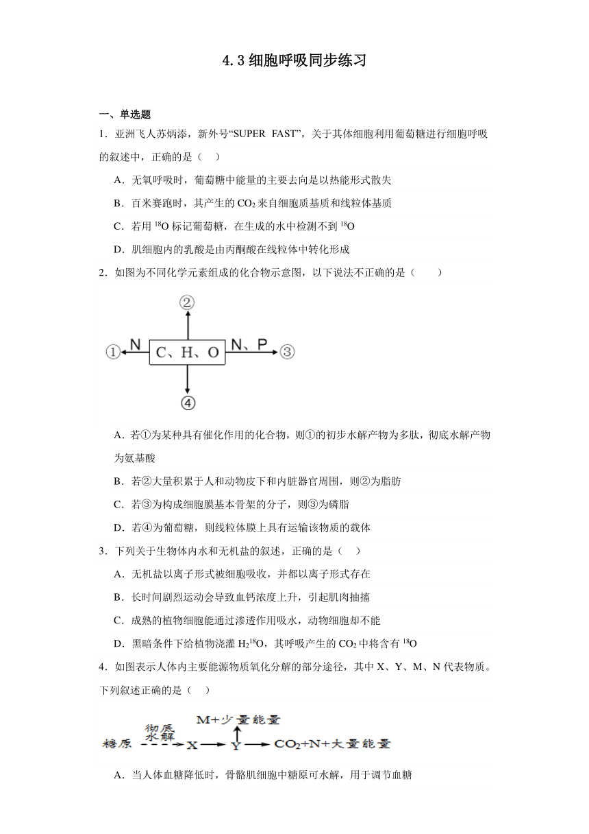 4.3细胞呼吸同步练习2023-2024学年高一上学期生物北师大版必修1（文字版含答案解析）