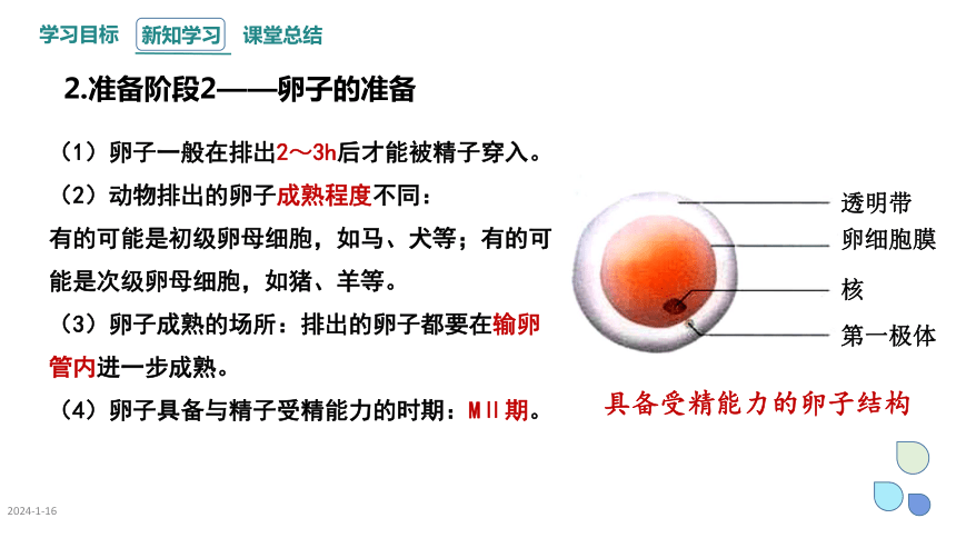 2.3 课时1 胚胎工程   课件 (共17张PPT)2023-2024学年高二生物人教版（2019）选择性必修3