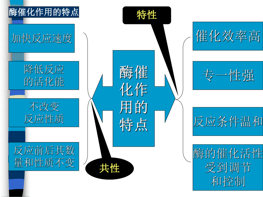 4.1.2 酶的基本特征 课件(共40张PPT)-《食品生物化学》同步教学（大连理工大学出版社）