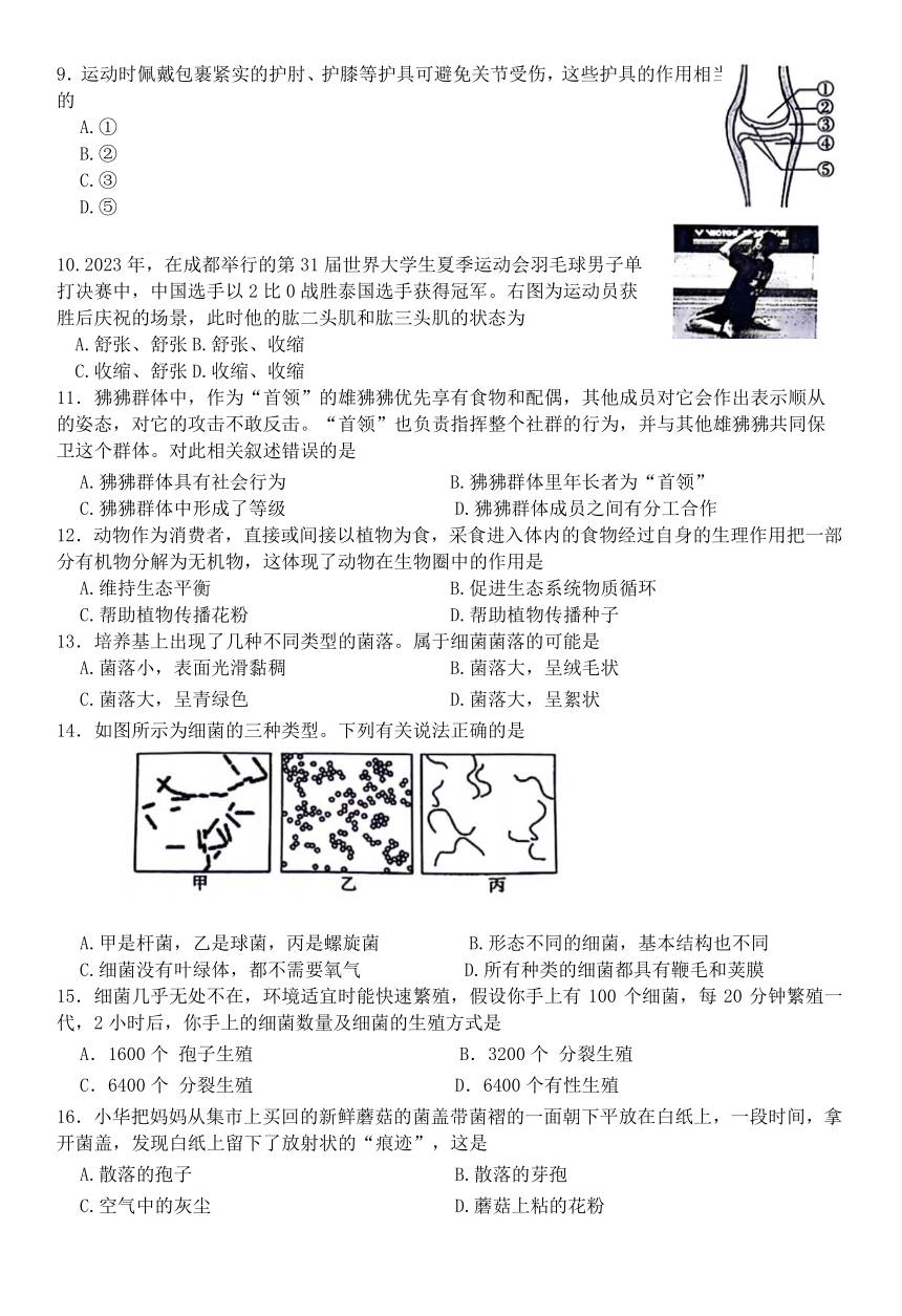 陕西省渭南市华阴市2023-2024学年八年级上学期期末生物试题（word版  含答案）