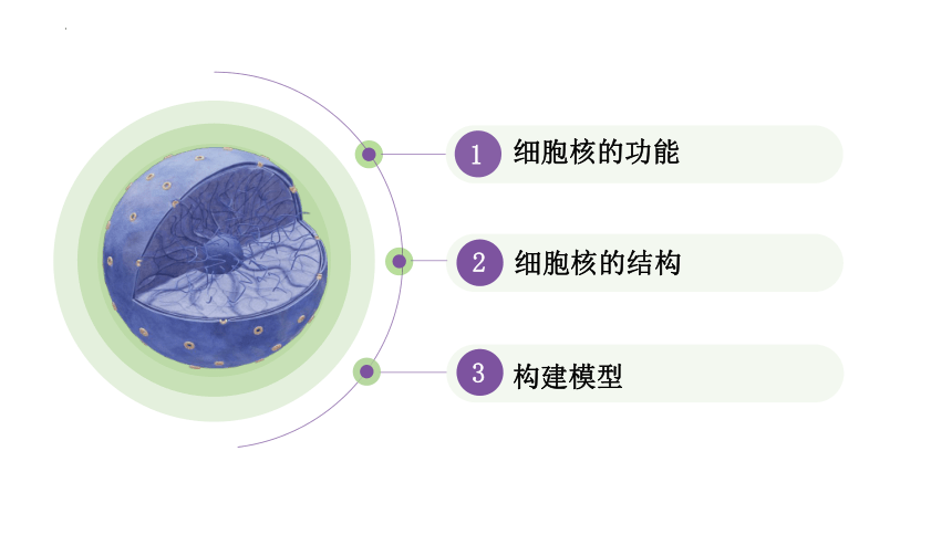 2.3细胞核的结构和功能课件(共28张PPT) 人教版必修1