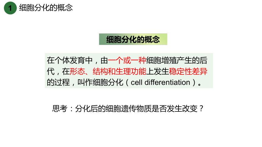 6.2细胞的分化课件 (共24张PPT)人教版必修1