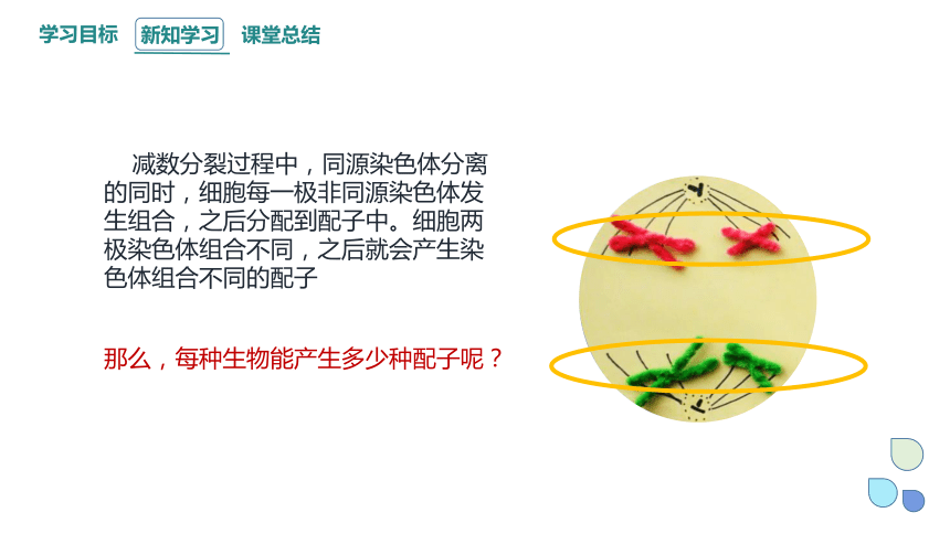 2.1 染色体通过配子传递给子代 课时3 课件（共32张PPT） 2023-2024学年高一生物浙教版（2019）必修2