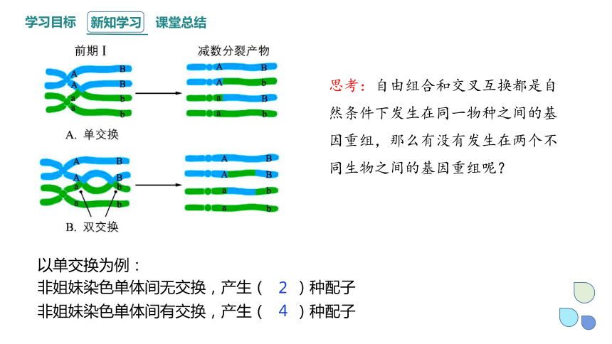 4.2 基因重组使子代出现变异 课件（共27张PPT） 2023-2024学年高一生物浙教版（2019）必修2