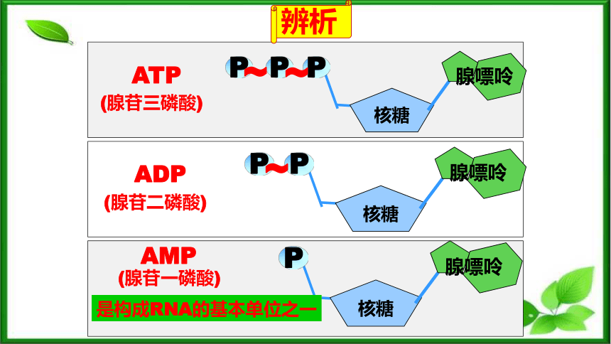 5.2细胞的能量“货币”ATP课件（共35页ppt） 人教版（2019）必修1