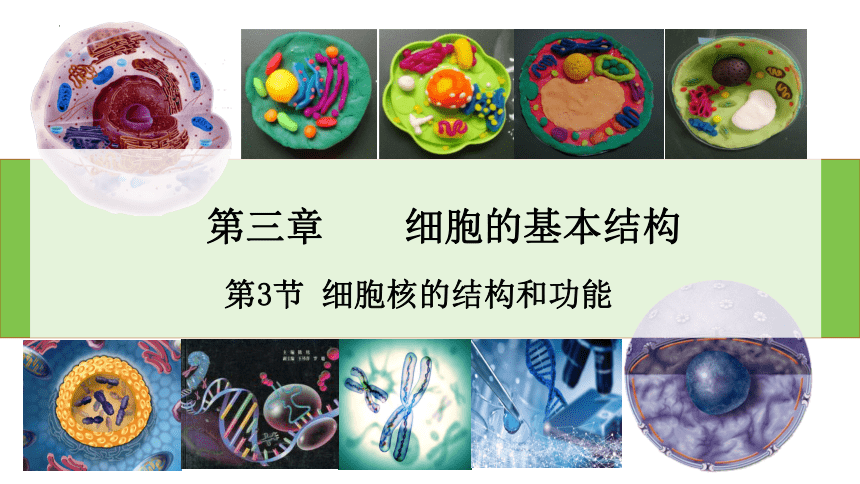 2.3细胞核的结构和功能课件(共28张PPT) 人教版必修1