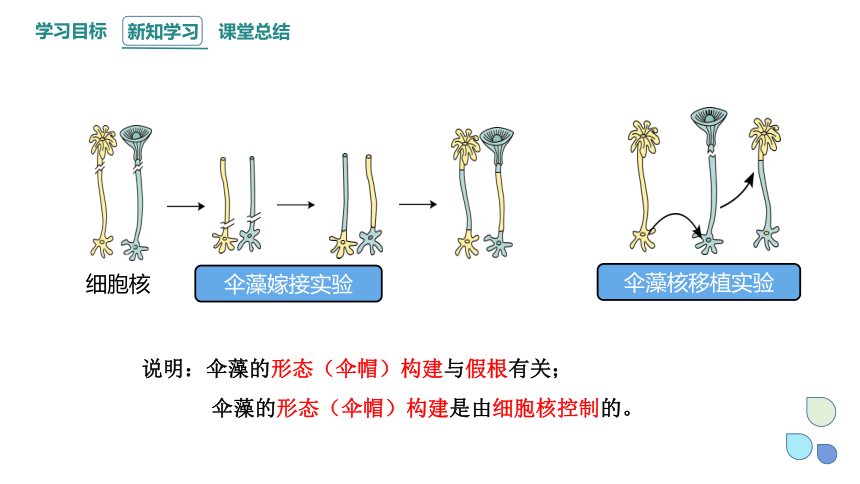 2.4 细胞核是生命活动的控制中心 课件(共21张PPT) 2023-2024学年高一生物浙科版（2019）必修第一册