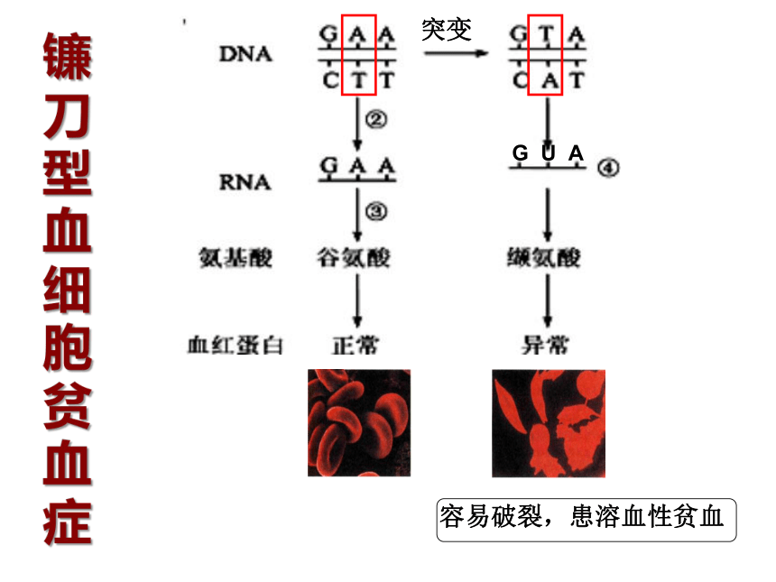 4.2基因表达与性状的关系课件（共33张PPT）人教版2019必修2