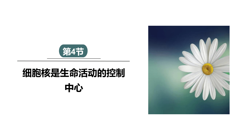 2.4 细胞核是生命活动的控制中心 课件(共21张PPT) 2023-2024学年高一生物浙科版（2019）必修第一册