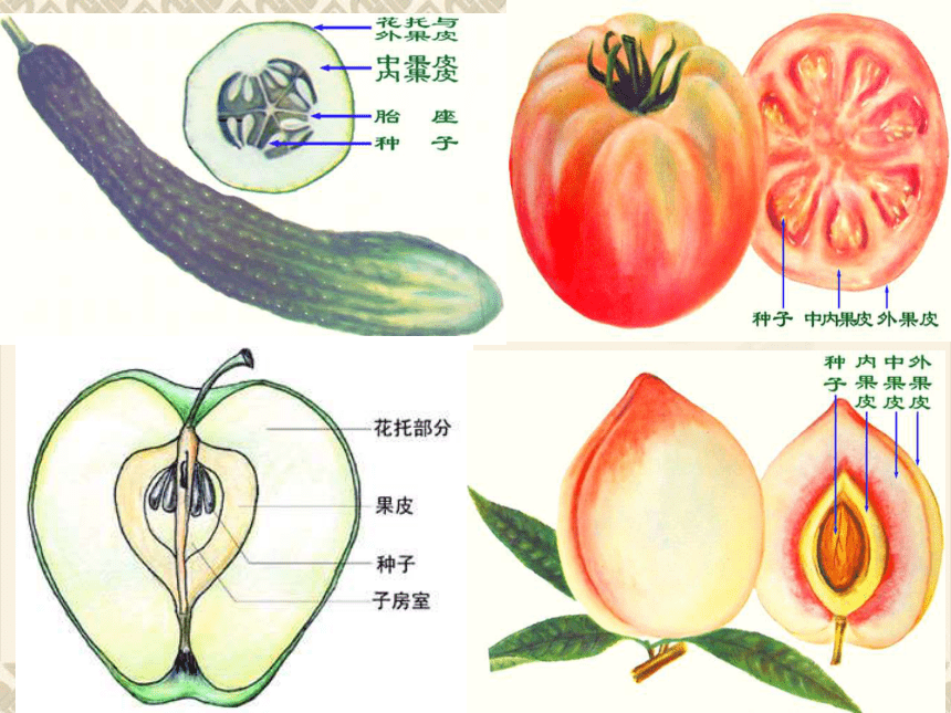 4.1 植物——果实的结构与类型 课件(共27张PPT)