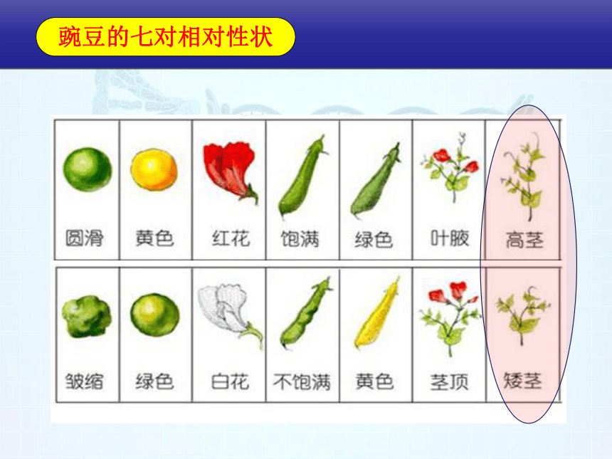 人教版八年级下册第二章第三节 基因的显性与隐性课件（38张PPT）