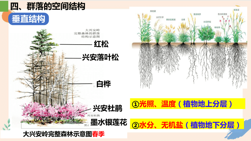 2.1群落的结构课件（共46张PPT）人教版选择性必修2