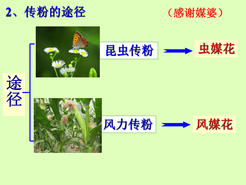 1.5植物生殖方式的多样性