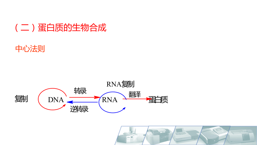 8.11氨基酸及蛋白质的生物合成 课件(共12张PPT)-《食品生物化学》同步教学（大连理工大学出版社）