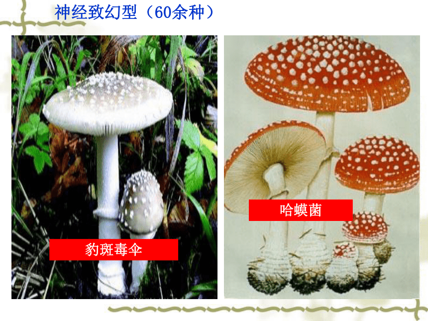 11.2 嫌忌成分的种类及其危害 课件(共76张PPT)-《食品生物化学》同步教学（大连理工大学出版社）