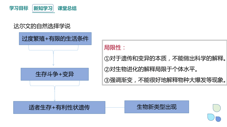 5.2  适应是自然选择的结果 课时1 课件（共25张PPT） 2023-2024学年高一生物浙教版（2019）必修2