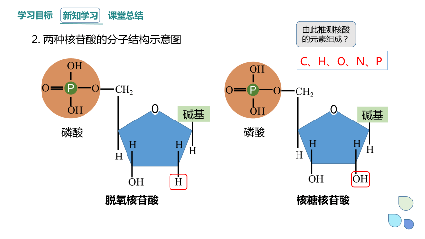 2.5 核酸是遗传信息的携带者 课件 (共17张PPT)2023-2024学年高一生物人教版（2019）必修1