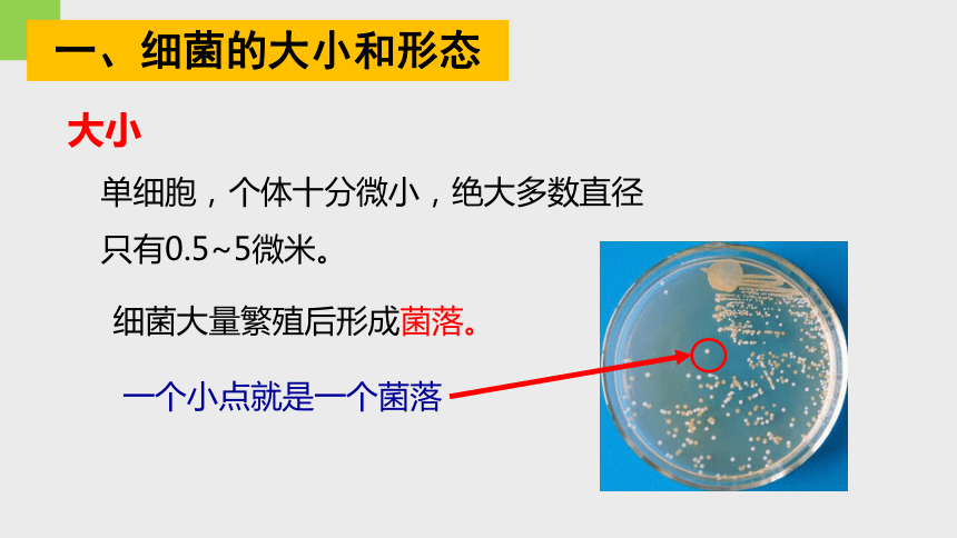 第6节 细菌和真菌的繁殖（第1课时 课件 18张ppt）