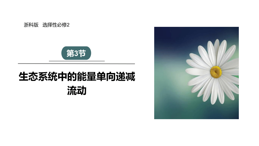 3.3 生态系统中的能量单向递减流动 课件(共30张PPT) 2023-2024学年高二生物浙科版（2019）选择性必修2