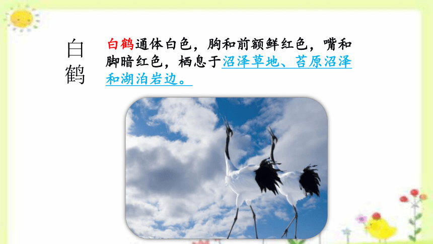 1《白鹭》课件(共29张PPT)