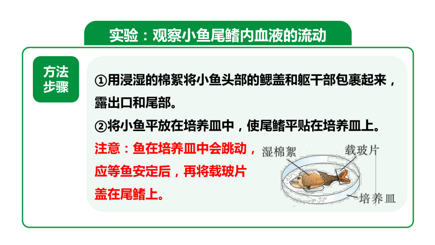 4.4.2血流的管道——血管【课件】2023-2024学年度人教版生物七年级下册(共22张PPT)+视频素材