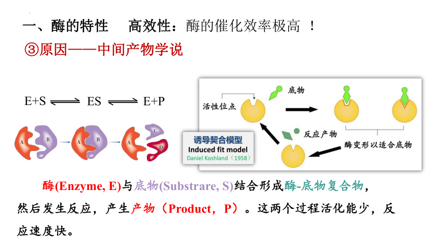 5.1 降低化学反应活化能的酶（第二课时）（共56张PPT）高一生物课件（2019人教版必修1）