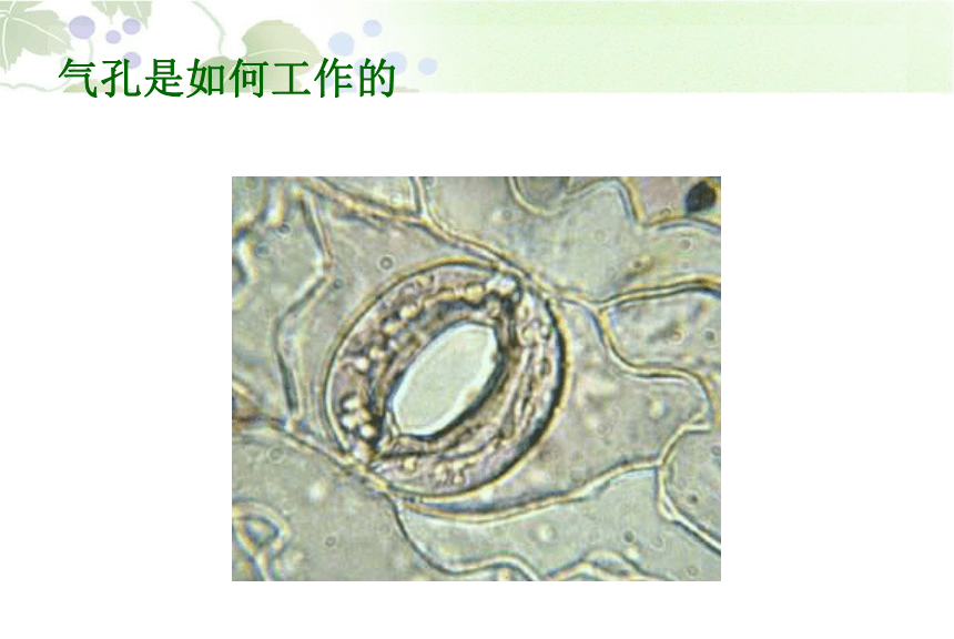 蒸腾作用课件(共28张PPT)