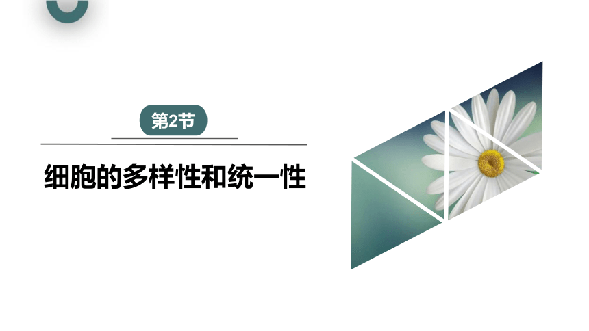 1.2 细胞的多样性和统一性 课件(共26张PPT) 2023-2024学年高一生物人教版（2019）必修1