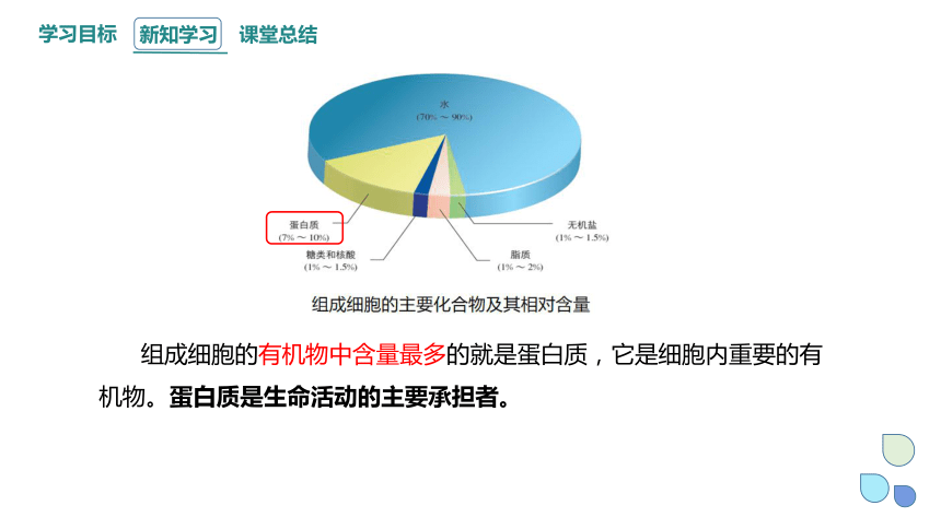 2.4 蛋白质是生命活动的主要承担者 课件(共24张PPT) 2023-2024学年高一生物人教版（2019）必修1