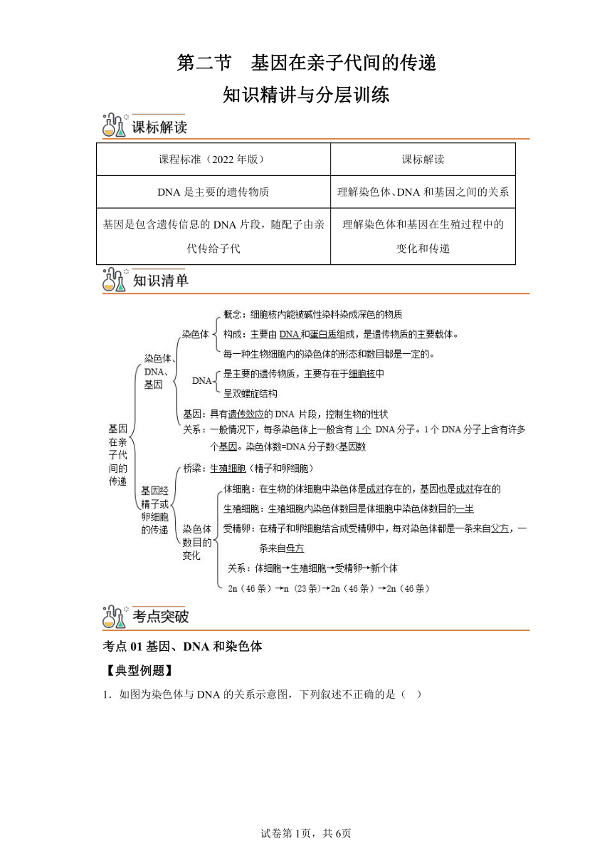 7.2.2 基因在亲子代间的传递 知识精讲与分层训练 （含解析）人教版生物八年级下册