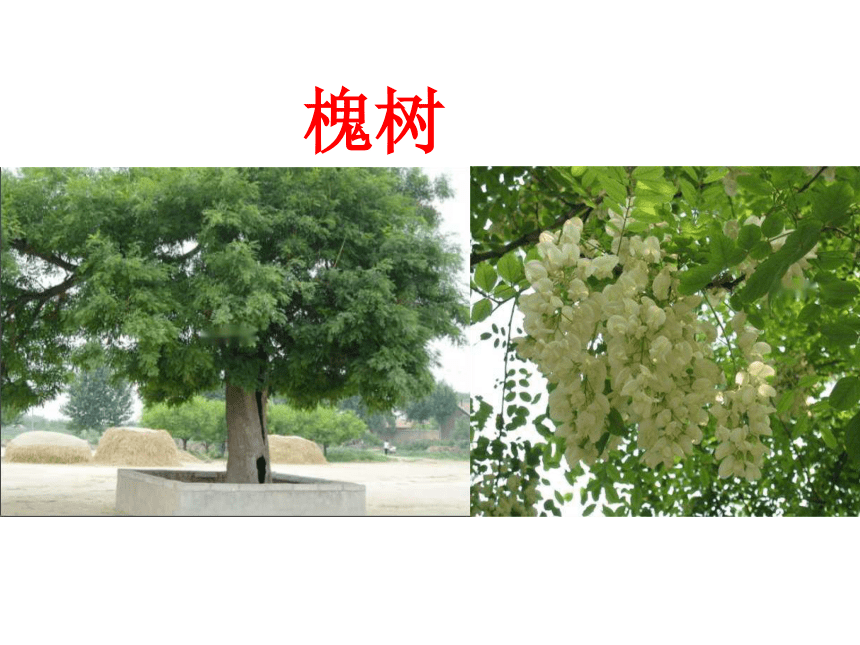 《葵花向阳》课件 (共18张PPT)