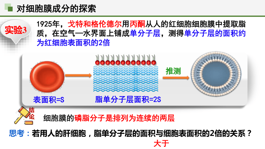 3.1 细胞膜的结构和功能（第2课时）(共26张PPT)课件高一生物（人教版2019必修1）