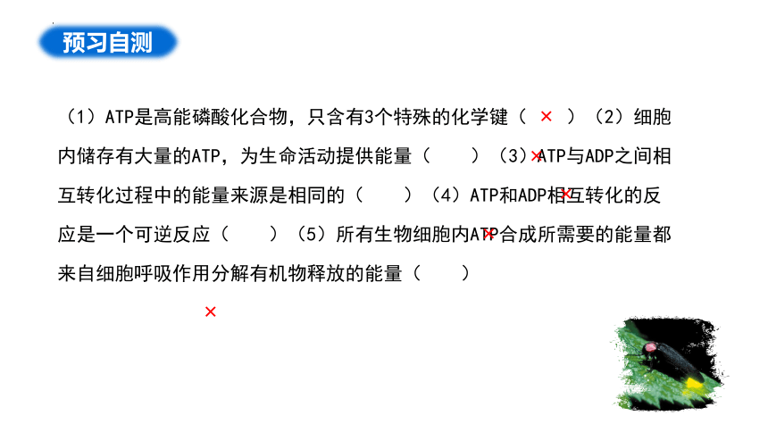 5.2细胞的能量“货币”ATP课件（共34张PPT1个视频）-人教版（2019）必修1