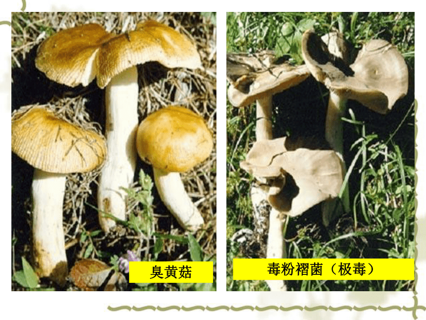 11.2 嫌忌成分的种类及其危害 课件(共76张PPT)-《食品生物化学》同步教学（大连理工大学出版社）