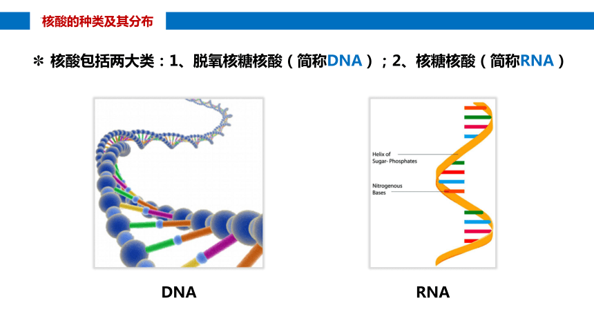 2.5核酸是遗传信息的携带者课件(共23张PPT1份视频) 人教版必修1