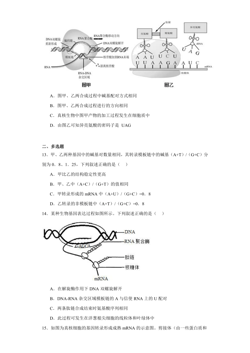 2.2遗传信息的表达同步练习（含解析）2023-2024学年高一下学期生物北师大版必修2