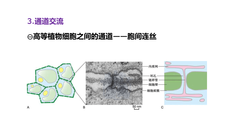 3.1细胞膜的结构和功能课件(共32张PPT)2023-2024学年高一上学期生物人教版必修1