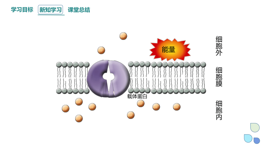 4.2 主动运输与胞吞、胞吐 课件 (共21张PPT1份视频)2023-2024学年高一生物人教版（2019）必修1