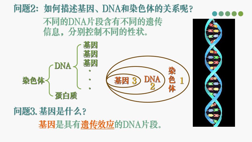 7.2.2 基因在亲子代间的传递 课件 (共26张PPT)人教版生物八年级下册