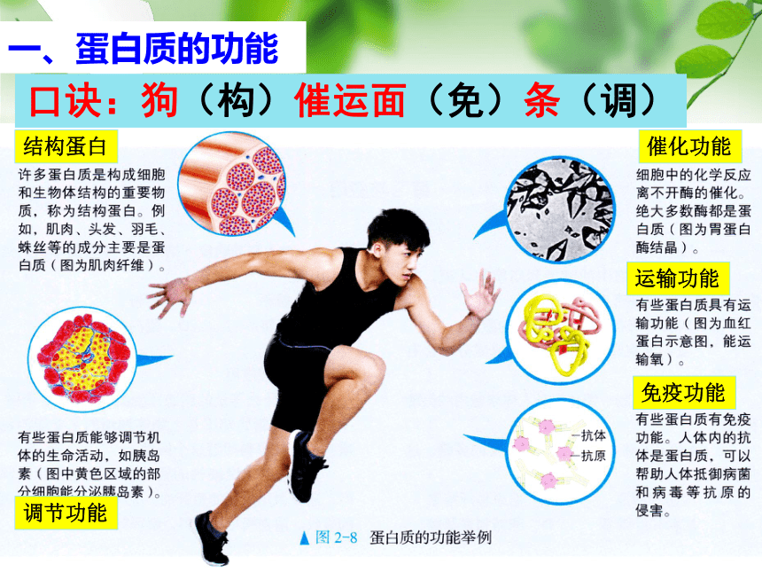 2.4蛋白质是生命活动的主要承担者课件（共43张PPT） 生物人教版必修1