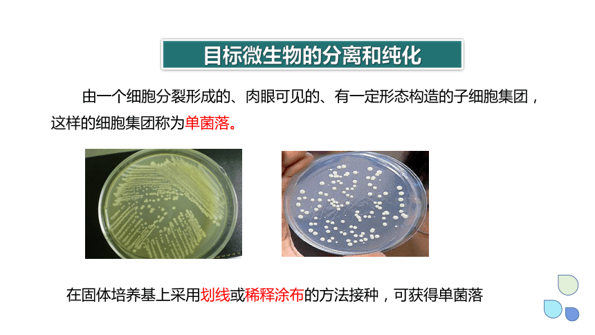 1.2 纯净的目标微生物可通过分离和纯化获得 课件(共29张PPT) 2023-2024学年高二生物浙科版（2019）选择性必修3