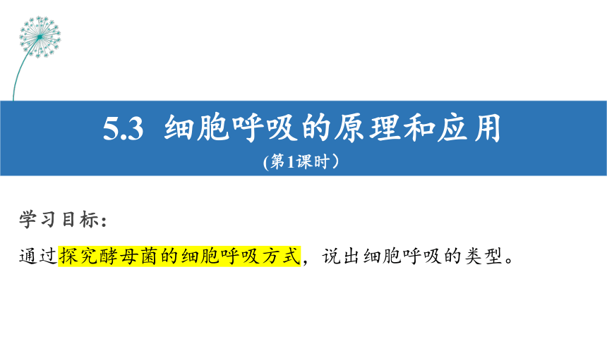 5.3.1细胞呼吸的原理与应用（第一课时）(共21张PPT1份视频)课件-人教版（2019）必修1