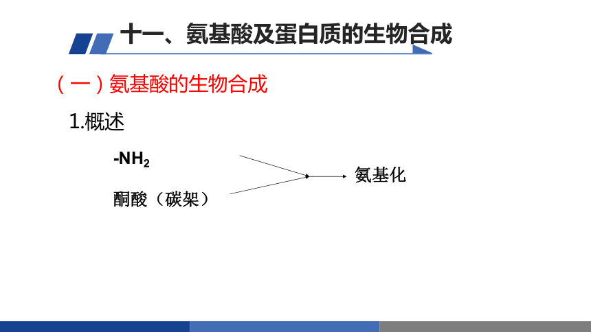 8.11氨基酸及蛋白质的生物合成 课件(共12张PPT)-《食品生物化学》同步教学（大连理工大学出版社）