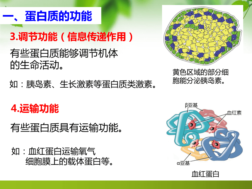 2.4蛋白质是生命活动的主要承担者课件（共43张PPT） 生物人教版必修1